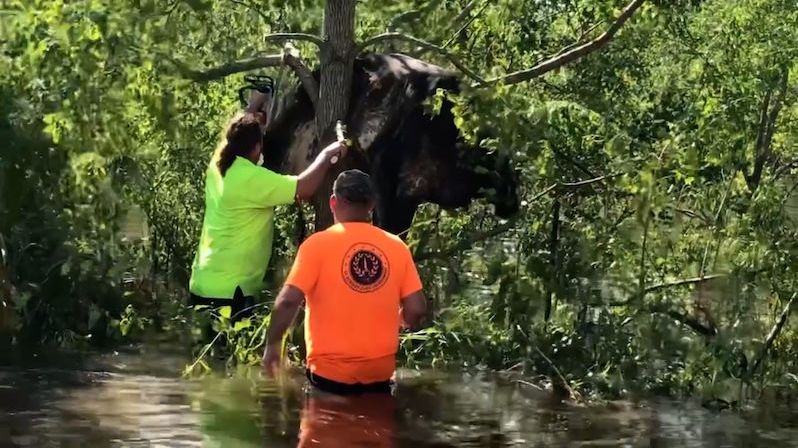 Kráva po řádění hurikánu Ida uvízla na stromě